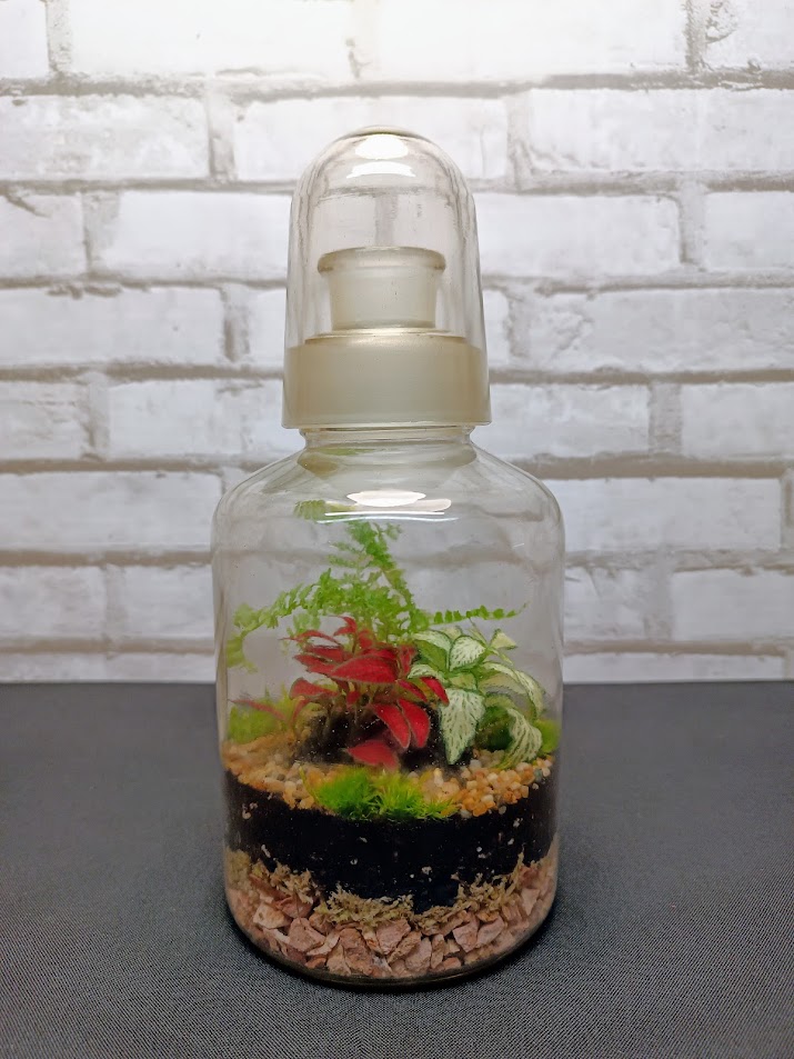 Laborüveg florárium érdekes kupakkal