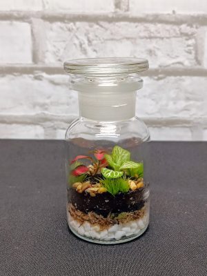 Pici csiszoltdugós florárium